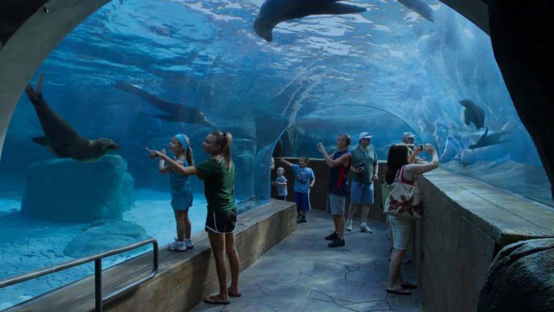 People observe sea lions swimming in a glass tunnel exhibit at an aquarium, with some taking photos and others pointing at the animals.
