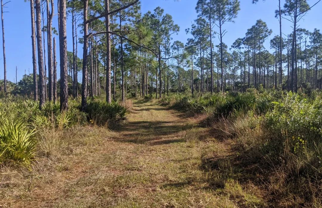 A dirt path runs through a forest of tall pine trees and dense underbrush under a clear blue sky.
