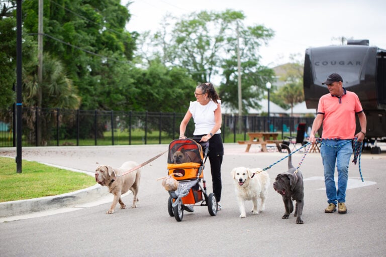 A woman and a man walking four dogs, with one dog riding in a pet stroller.